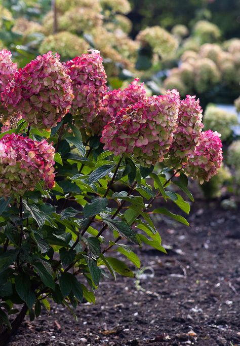 I’m a Hydrangea Living Colourful Cocktail®, a medium sized Hydrangea with strong branches and big flowers. My flowers discolour from cream white to dark pink during the season. #pinkhydrangea #roze #pink #rozehortensia #hydrangea #hydrangeapaniculata #hortensia #plant #plants #livingcreations Hydrangea Landscaping, Pink Hydrangeas, Hydrangea Care, Backyard Flowers, Colorful Cocktails, Hydrangea Paniculata, Beautiful Pink Flowers, Edging Ideas, Pink Hydrangea