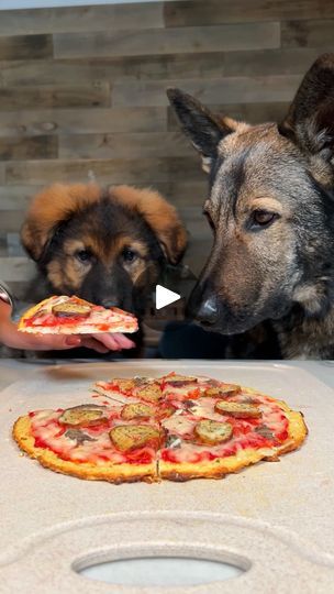 453K views · 14K reactions | Pupperoni Pizza For Dogs Recipe | Pupperoni Pizza For Dogs Recipe 🍕 #pizza #dogtreats #dogrecipe #puppy #dog #germanshepherd | By Jade the Sable GSD | Facebook Pancake Pizza, Dog Pizza, Doggie Treats, Dog Cookies, Dog Recipes, Healthy Dog Treats, Animal Care, Animal Videos, Diy Dog Stuff