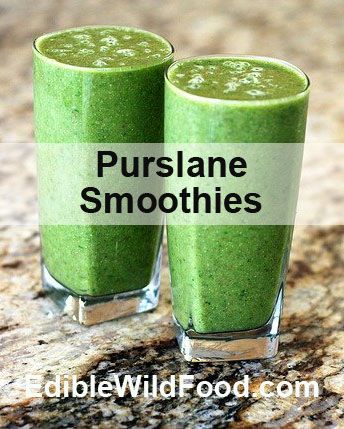 Purslane Recipes, Prune Juice Smoothie, Purslane Recipe Mexican, How To Eat Purslane, Purslane Recipe, Bullet Smoothie Recipes, Healthy Summer Treats, Magic Bullet Smoothies, Foraging Recipes