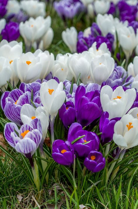 Crocus Bulbs, Very Beautiful Flowers, Crocus Flower, Spring Window, Rose Flower Wallpaper, Spring Flowering Bulbs, Flower Farmer, Pansies Flowers, Wallpaper Nature Flowers