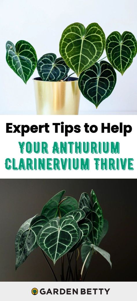 Anthurium clarinervium has become highly coveted in the houseplant world, and for good reason: This tropical plant is a stunner with its exotic jungle vibes and dark velvety leaves (which inspire its common name, velvet cardboard Anthurium). It isn’t too hard to grow in your home, but there are some key things you have to keep in mind to help this aroid plant flourish. Flamingo Lily, Anthurium Clarinervium, Anthurium Plant, Plant Background, Growing Plants Indoors, Low Light Plants, House Plant Care, Small Space Gardening, Garden Pests