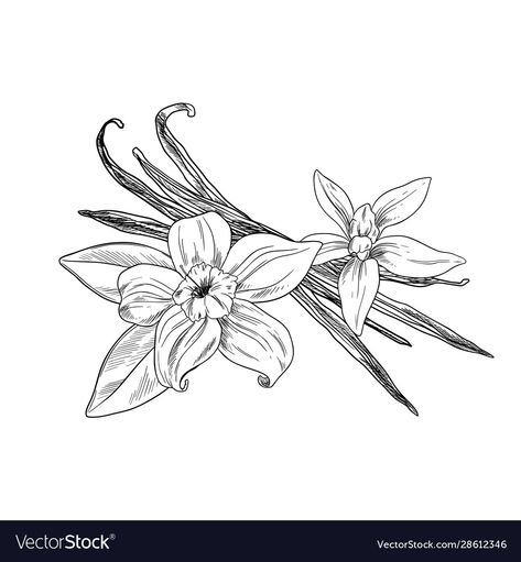 Vanilla Plant Tattoo, Vanilla Bean Drawing, Vanilla Bean Illustration, Vanilla Bean Tattoo, Vanilla Flower Drawing, Vanilla Bean Flower, Vanilla Flower Illustration, Vanilla Flower Tattoo, Vanilla Drawing