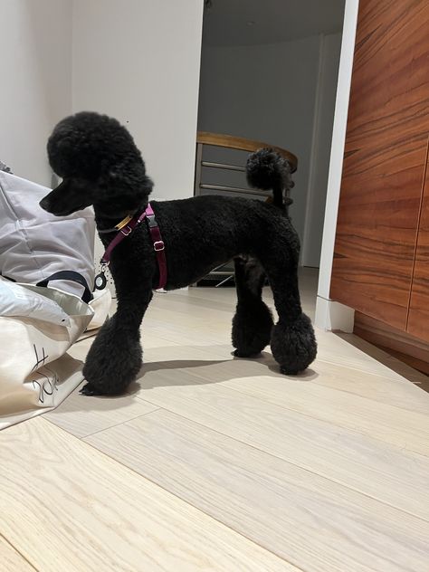 Fancy Poodle Haircut, Black Toy Poodle Haircut Styles, Black Poodle Haircut Styles, Miniature Poodle Cuts, Mini Poodle Haircut, Poodle Grooming Styles, Miniature Poodle Haircuts, Black Miniature Poodle, Poodle Puppy Cut