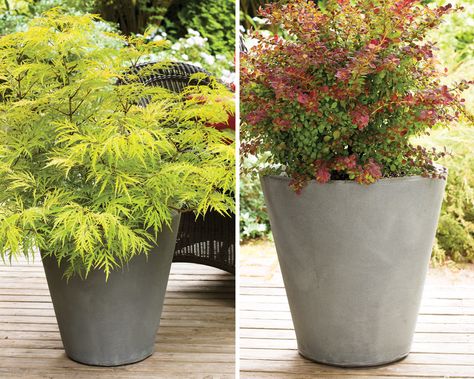 Container Shrubs, Shrubs In Containers, Potted Shrubs, Evergreen Container, Landscaping Grasses, Small Space Garden, Colorful Shrubs, Types Of Shrubs, Tattoo Plant