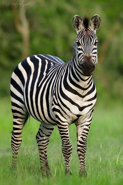 ˚Burchell's Zebra Zebra Images Animals, Pictures Of Zebras, Zebra Reference Photo, Zebra Pictures Photography, Zebra Photos, Zebra Aesthetic, Zebra Images, Zebra Photography, Zebra Photo