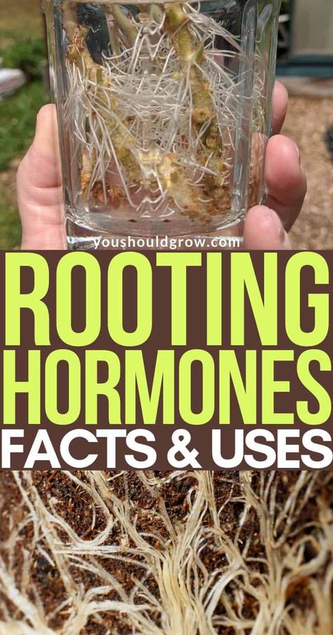 Rooting Hormone Diy, Cloning Plants, Growing Fruit Trees, Rooting Hormone, Growing Hydrangeas, Astuces Diy, Root Growth, Home Vegetable Garden, Flower Care