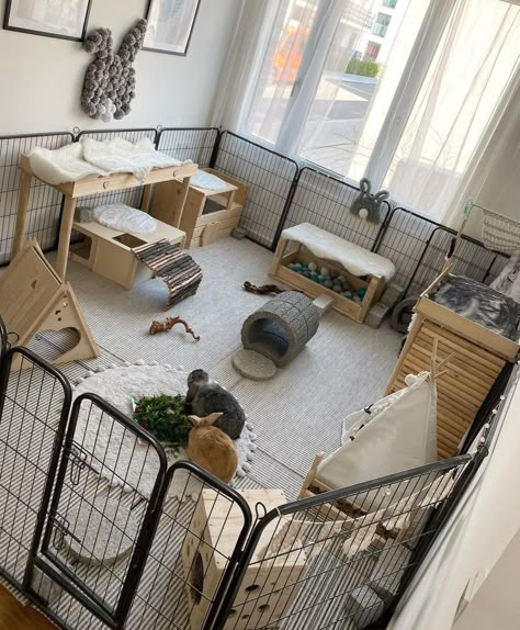 Rabbitat Indoor, Luxury Bunny House, Bunny Free Roam Area, Pet Rabbit Enclosure, Rabbit Space Indoor, Rabbit Set Up Indoor Diy, Bunny Run Indoor, Bunny Pen Indoor Aesthetic, Rabbit Cage Indoor Ideas