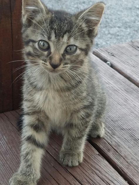 Cute tiger-striped kitten ❤ Tiger Cat Kitten, Tiger Striped Cat, Striped Cat, Cute Tigers, Cutest Thing Ever, Tiger Stripes, Cute Animal Pictures, Crazy Cat, Crazy Cat Lady