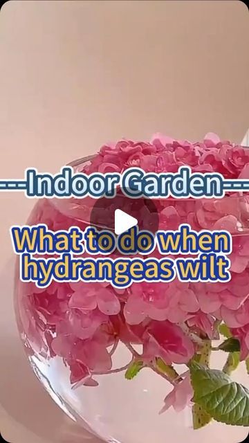 Home Gardening on Instagram: "What to do when hydrangeas wilt #garden #homegarden #indoorplants #houseplants #indoorgarden #plants #flowers #hydrangeas #hydrangea" Colourful Plants, Hydrangea Care, Home Gardening, Colorful Plants, Plants Flowers, Indoor Garden, Gardening Tips, Beautiful Gardens, Hydrangea