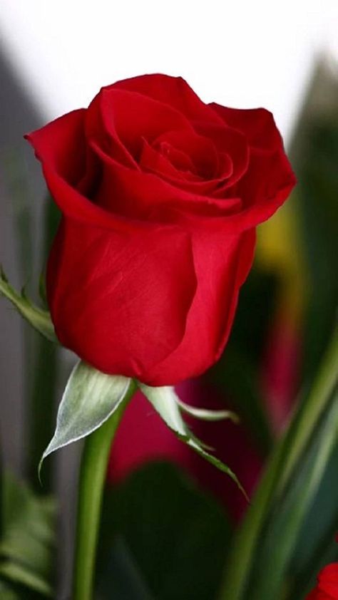 Download Rose Wallpaper by rosemaria4111 - ca - Free on ZEDGE™ now. Browse millions of popular flower Wallpapers and Ringtones on Zedge and personalize your phone to suit you. Browse our content now and free your phone Evening Quotes, Afternoon Quotes, Blessed Sunday, Beautiful Red Roses, Happy Friendship, Belle Rose, Evening Snacks, Dil Se, Beautiful Rose Flowers