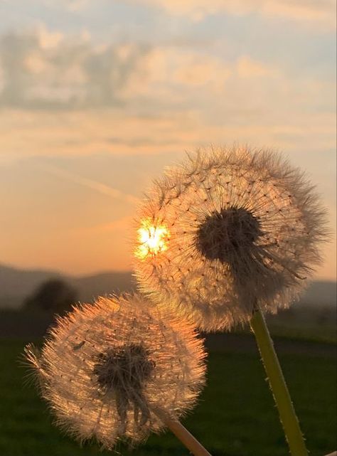 Wallpaper Mawar, Dandelion Pictures, Motivational Mindset, Nothing But Flowers, Dandelion Flower, Beautiful Flowers Garden, Alam Yang Indah, Background Pictures, Nature Aesthetic