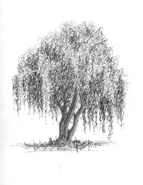 Weeping Willow Tree Drawing, Tree Drawing Sketch, Willow Tree Drawing, Willow Tree Art, Tree Drawings Pencil, Weeping Willow Tree, Learn Watercolor, Weeping Willow, Landscape Drawings