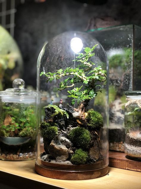 21 Prettiest Terrarium Ideas To Applying In Your Home | HomeMydesign Indoor Plant Hacks, Modern Terrarium, Bottle Terrarium, Easy Indoor Plants, Plant In Glass, Indoor Plants Styling, Plants In Jars, Indoor Water Garden, Terrarium Ideas