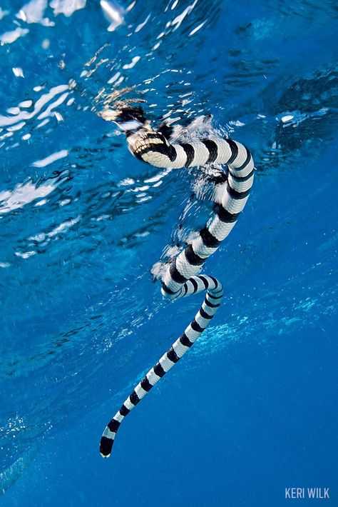 Sea Krait Snake in Indonesia Bump And Grind, Sea Krait, Lauderdale By The Sea, Deadly Animals, Sea Snake, Water Time, Reef Shark, Underwater Photographer, Dangerous Animals