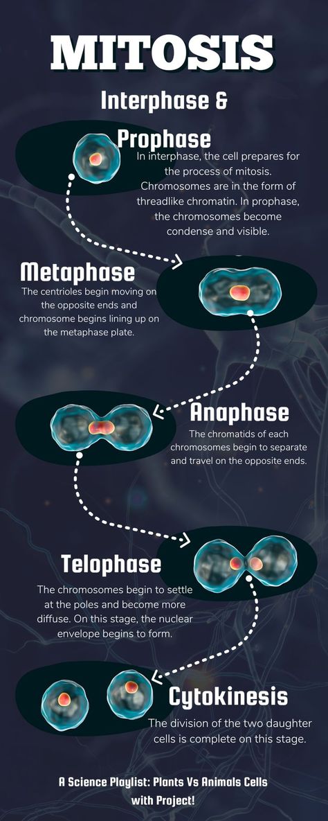 Learn all about Cell division with this playlist with conclusion projet. Cell Division Notes, Division Notes, Science Plants, Biochemistry Notes, Cell Division, Animal Cell, Nursing Notes, Vintage Poster Art, Biochemistry