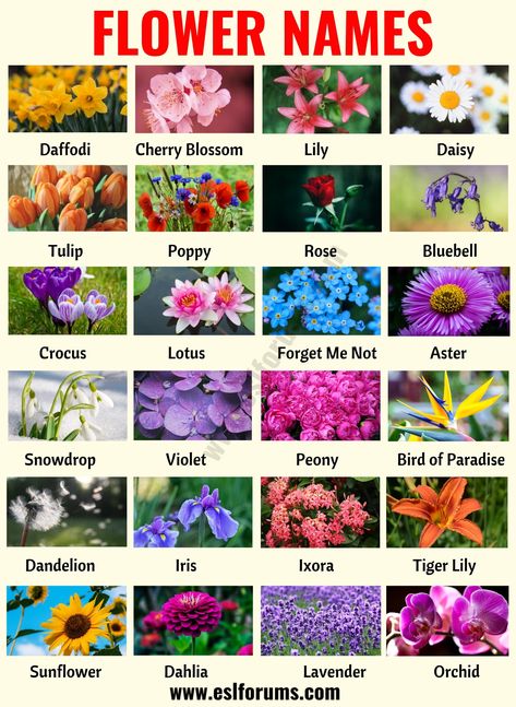 Flower Names: List of 25+ Popular Names of Flowers with the Pictures - ESL Forums Nature, All Kinds Of Flowers, All Flowers Name List, Eighteen Scholars Flower, Name Of Flowers List, Names Of Flowers With Pictures, Flower Names And Meanings, Types Of Flowers And Meanings, Flowers Name With Pictures