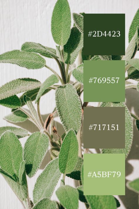 Textured Sage Foliage: A detailed shot of textured sage green leaves, their velvety surface and natural structure emphasizing the calm and earthy tones of the sage green color palette. Cool Tone Green Color Palette, Cool Tone Green, Sage Green Color Palette, Color Scheme Generator, Sage Green Leaves, Color Generator, Yarn Color Combinations, Earth Green, Colour Pallets