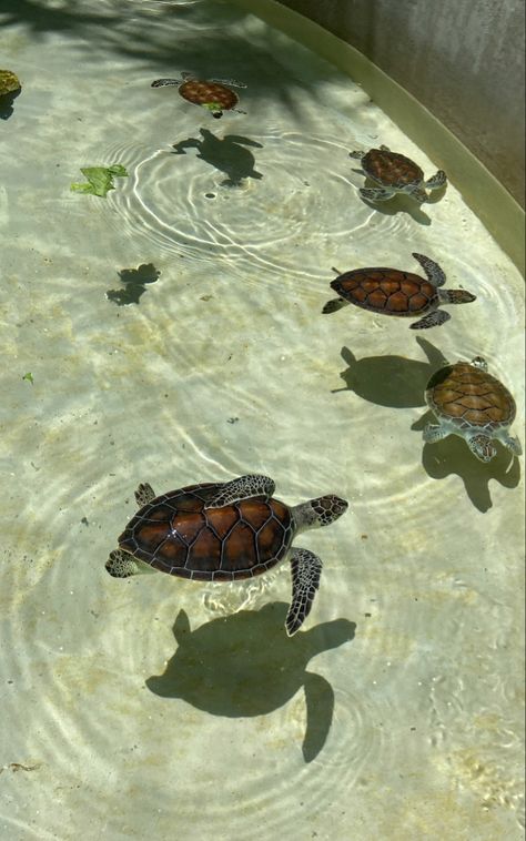 cute baby sea turtles Turtle Conservation Aesthetic, Green Animal Aesthetic, Turtle Aesthetic Wallpaper, Tortugas Aesthetic, Tattoo Sea Turtle, Turtles Aesthetic, Enchanted Aesthetic, Turtle Aesthetic, Sea Turtle Images