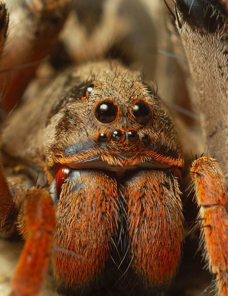 Spider close-up. Spider Face, Spiders And Snakes, Jumping Spiders, Creepy Crawlers, Macro Photographers, Itsy Bitsy Spider, Jumping Spider, A Bug's Life, Macro Shots