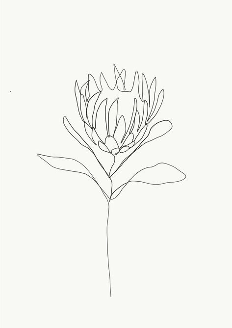 protea drawing Protea Sketch Drawing, Banksia Flower Drawing, Fine Line Protea Tattoo, Single Line Flower Drawing, Australian Botanical Tattoo, Banksia Tattoo, Banksia Drawing, Protea Sketch, Protea Line Drawing