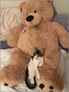 Solve Mám medvídka_I have a teddy bear jigsaw puzzle online with 35 pieces Cat With Teddy Bear, Cat Essentials, Cat Selfie, A Teddy Bear, Cat Facts, Image Macro, Grumpy Cat, Happy Cat, Funny Cartoons