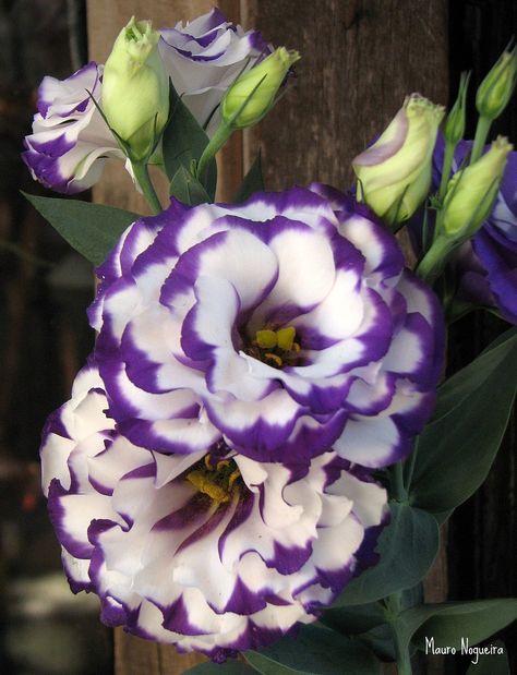 Exotic Flowers, Purple And White Flowers, Unusual Flowers, Unique Flowers, Purple And White, Types Of Flowers, Flower Beauty, Flowers Nature, Beautiful Blooms