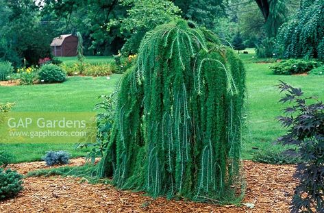 Weeping Evergreen Trees, Yaupon Holly, Drought Tolerant Trees, Weeping Trees, Conifers Garden, Larch Tree, Coastal Landscaping, Wild Flower Meadow, Pool Water Features