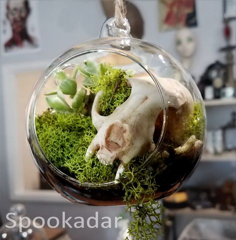 Skull In Glass Dome, Cat Skull Taxidermy, Cat Skull Terrarium, Animal Skull Terrarium, Cat Skull Decor, Cat Skull Display, Animal Skull Display, Skull Terrarium, Bromeliad Garden