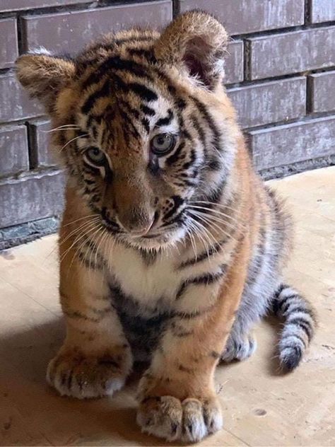 Tigers Videos, Baby Tigers, Cute Tigers, Baby Animals Pictures, Tiger Cub, Super Cute Animals, Baby Animals Funny, Cute Wild Animals