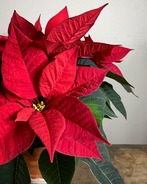 Pointsetta Christmas, Red Poinsettia, Pointsetta Flower, Poinsettia Plant, Christmas Canvas Art, Christmas Plants, Icing Flowers, Poinsettia Flower, Christmas Poinsettia