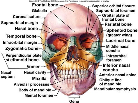 axial skeletal bones skull Anatomy Head, Axial Skeleton, Anatomy Bones, Skeleton Anatomy, Human Body Anatomy, Human Anatomy And Physiology, Medical Anatomy, Medical Coding, Medical Studies