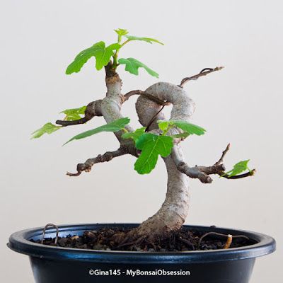 My Bonsai Obsession: Decisions, decisions Fig Bonsai, Desert King, Fig Varieties, Bonsai Flower, Bonsai Art, Desert Garden, Bonsai Garden, Fig Tree, Bonsai Tree