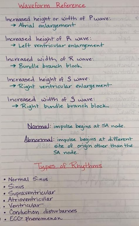 Vet Tech Notes, Animal Diagram, Veterinary Technician Student, Veterinary Medicine Student, Vet Science, Vet School Motivation, Veterinary Anatomy, Vet Nursing, Vet Tech School