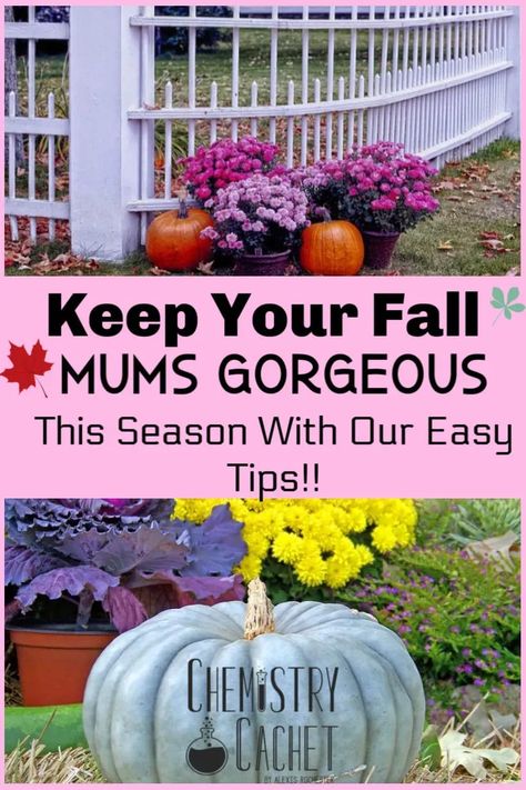 Make your fall porch beautiful all season long with these easy mum care tips! Your fall flowers will thrive and look so healthy all autumn. Anyone can follow these tips! Get the post on Chemistry Cachet #fallflowers #fallporch #mums Mum Care Tips, Fall Mums Porch, Fall Flower Boxes, Mum Care, Fall Container Plants, Fall Pots, Potted Mums, Mums In Pumpkins, Fall Landscaping