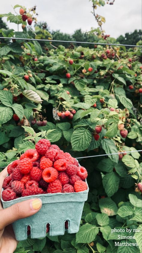 Berry Picking Aesthetic, Raspberry Picking, Raspberry Plants, Berry Picking, Fruit Picking, Aesthetic Life, Food Forest, Yummy Comfort Food, Wild Berry