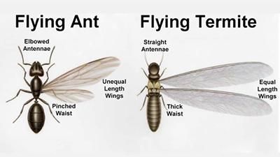 Appearance of winged ants (left) versus winged termites (right). Note the pinched waist and elbowed antennae on the ant. Flying Termites, Ants With Wings, Termite Prevention, Wood Termites, Flying Ants, Get Rid Of Flies, Termite Damage, Rid Of Ants, Cnidaria