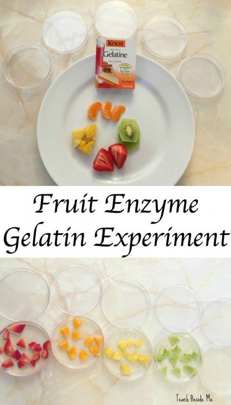 Fruit Enzyme Gelatin Experiment Vetenskapliga Experiment, Biology For Kids, Kitchen Science Experiments, Kitchen Science, Science Experiments For Kids, Nutrition Activities, Biology Classroom, Experiments For Kids, Learning Tips