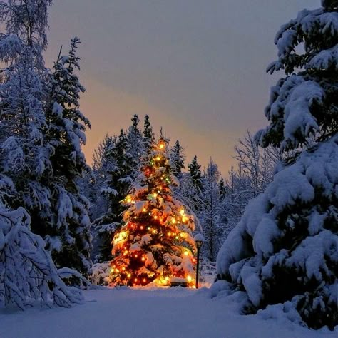 Outdoor Christmas Aesthetic, Christmas Forest Aesthetic, Aesthetic Christmas Landscape, Christmas Environment, Crismas Tree, Christmas Tree Outdoor, Christmas Nature, Christmas Lockscreen, Christmas Widgets