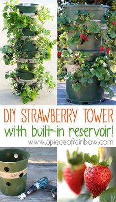 Diy Strawberry Tower, Strawberry Planters Diy, Strawberries In Containers, Strawberry Tower, Strawberry Planters, Strawberry Garden, Tower Garden, Growing Strawberries, Garden Crafts Diy