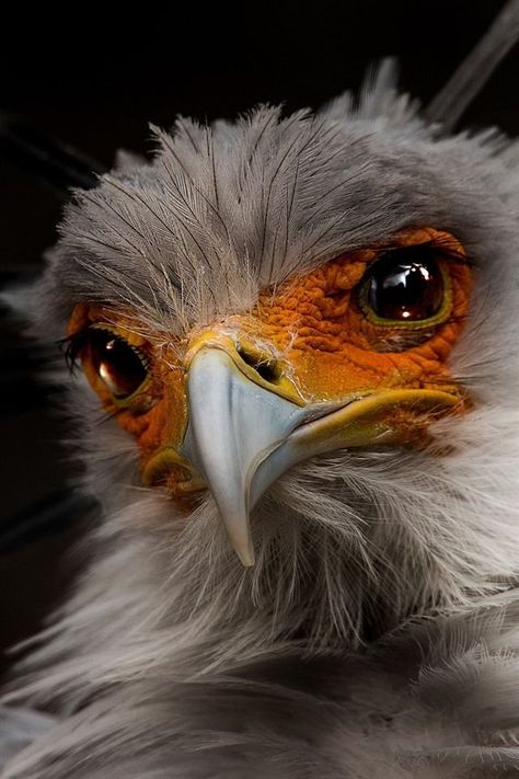 Secretary bird Wild Birds Photography, Secretary Bird, Weird Birds, Raptors Bird, Bird Beaks, Bird Of Prey, Interesting Animals, Pretty Animals, Animal Sketches