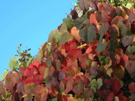 Vitis coignetiae (Crimson Glory Vine) is an ornamental grape vine. It is an extremely fast-growing, tendril climber which can reach up to... Vitis Coignetiae, Grapevine Growing, Courtyard Plants, Wine Making Kits, Privacy Plants, Australian Plants, Alpine Plants, Stone Barns, Trellis Plants