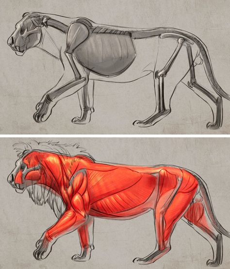 Lion body studies by Aaron Blaise. Lion Body Drawing, Lion Body Reference, Lion Anatomy, Drawing Medical, Body Studies, Feline Anatomy, Aaron Blaise, Body Study, Cartoon Drawings Of Animals