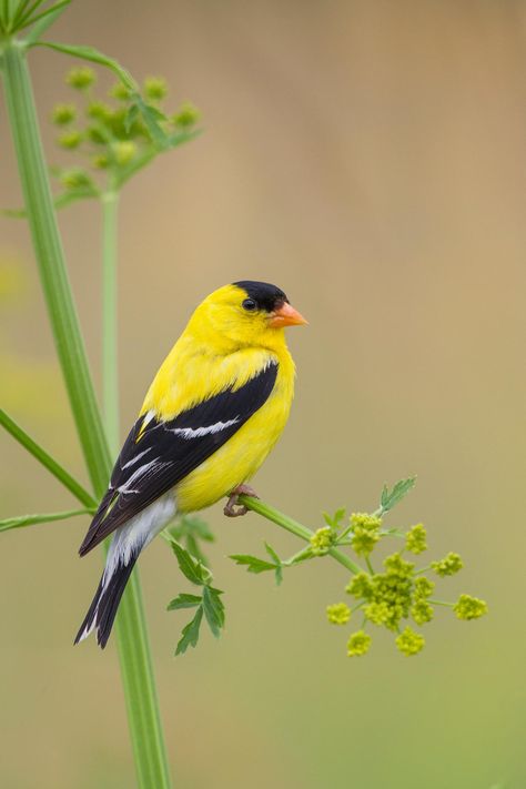 Perching very nicely on Wild Parsnip...a plant you do not want to break with your bare hands (the sap inside burns the skin and causes bad rashes...)  Ottawa, Canada Goldfinch Photography, Wild Parsnip, American Goldfinch, Finches Bird, Bird Photos, Ottawa Canada, Capture The Moment, Finches, Goldfinch