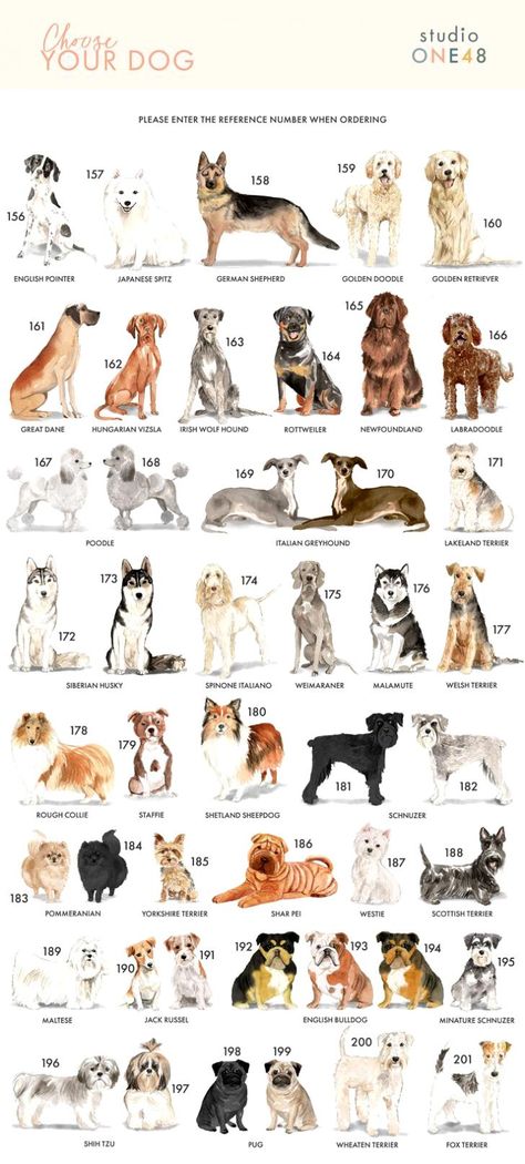 Different Dog Breeds Pictures, Dog Kinds, Type Of Dogs, Different Breeds Of Dogs, Types Of Dogs Breeds, Royal Pet Portrait, Dog Design Art, Most Beautiful Dog Breeds, All Dog Breeds