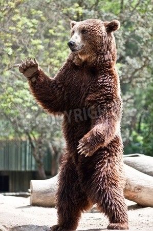 Kodiak Brown Bear, Bear Character Design, Bear Standing, Moon Bear, Bear Tattoos, Saying Hello, Bear Drawing, Bear Tattoo, Bear Arms