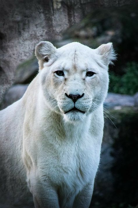 Albino Lion Aesthetic, White Panther Animal, White Lioness Aesthetic, White Lion Aesthetic, White Lion Art, Albino Lion, Lioness Goddess, Wallpaper Lion, White Lioness