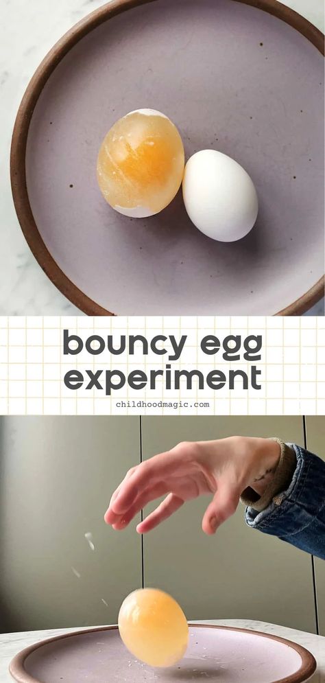 Bouncy Egg Experiment - Childhood Magic Bouncy Egg Experiment, Egg In Vinegar, Egg Experiment, Bouncy Egg, Kids Science Experiment, Egg Experiments, Science Experiment For Kids, Experiment For Kids, Kids Science