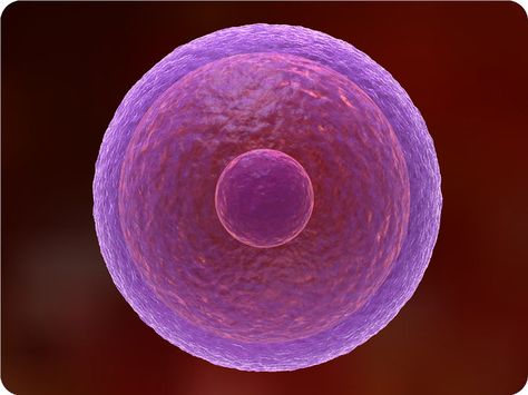 Cellular Structure and Function | CK-12 Foundation Cell Structure And Function, Egg Cell, Hybrid Learning, Cellular Structure, Cell Transport, Biology Textbook, Animal Cells, Prokaryotic Cell, Plant And Animal Cells