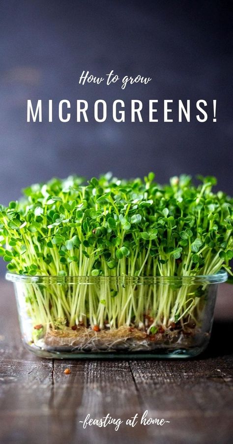 How to Grow Microgreens Permaculture, Microgreens Garden, How To Grow Microgreens, Grow Microgreens, Growing Sprouts, Broccoli Seeds, Types Of Herbs, Growing Microgreens, Vertical Herb Garden