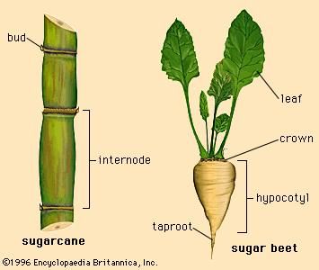 Cane vs. Beet Sugar: A Difference? Sugar Cane Plant, Beet Plant, Sugar Beets, Tiny Farm, Reflux Diet, Spice Garden, Sugar Factory, Sugar Beet, Leaf Crown